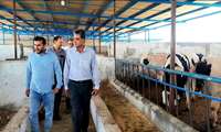 بازدید مدیر جهاد کشاورزی بردسکن از واحد دامداری؛ گامی برای توسعه دامپروری صنعتی
